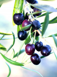 Adopt your very own Olive Tree