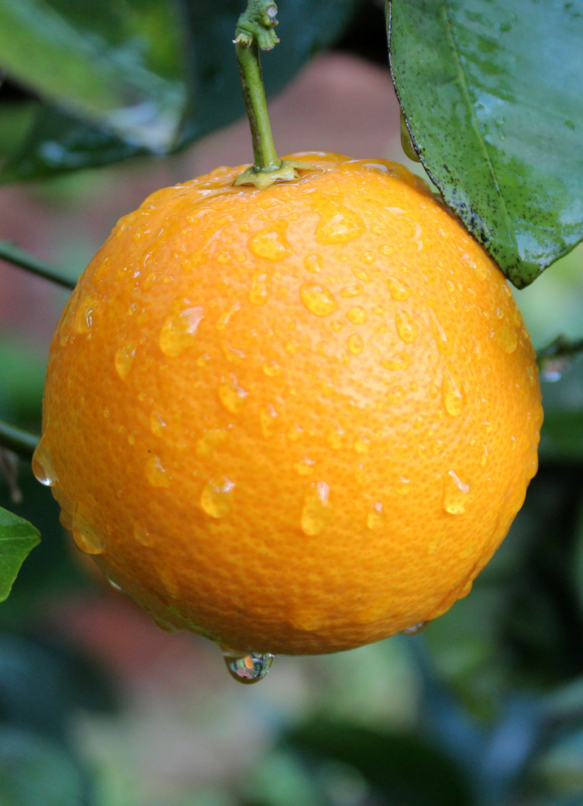 In season: Navel Oranges