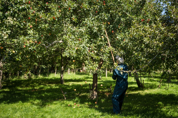 Trevor FitzJohn harvesting apples