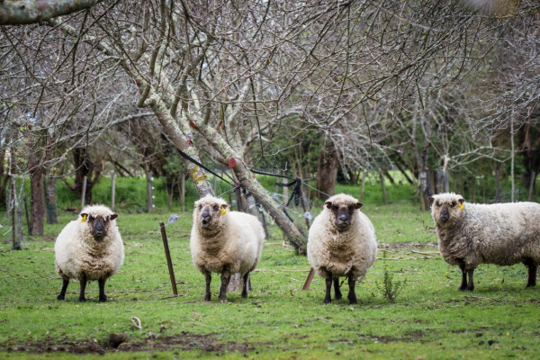 Sheep on the Beau Vista Orchard