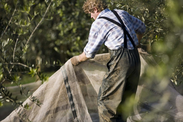worker harvesting olives