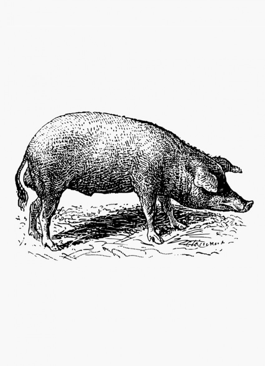 A guide to meat: pork